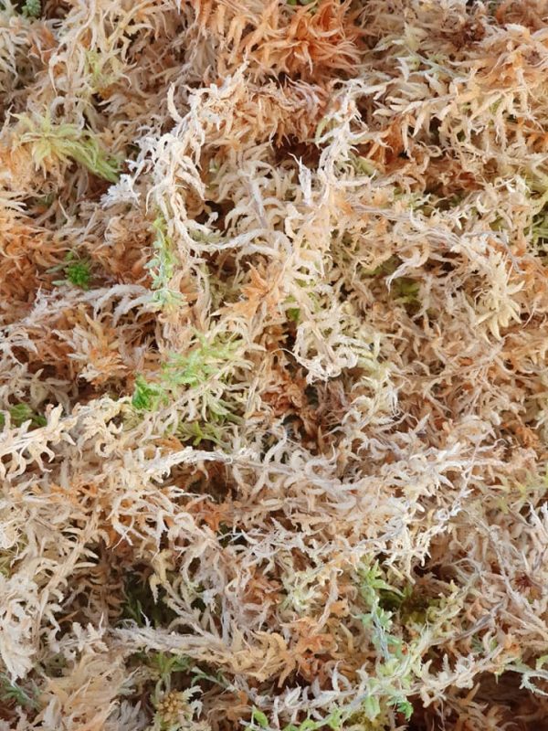 6 Professional Grower's Choice Net Pot & New Zealand Sphagnum Moss 