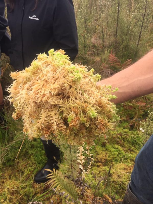 4.5 ounces, New Zealand Long-Fibered Sphagnum Moss 