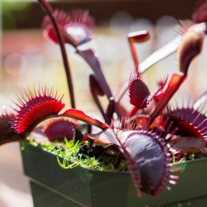 Red Flytraps