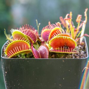 Akai Ryu Venus Fly Trap (Red Dragon) Carnivorous - Dionaea muscipula –  Wellspring Gardens