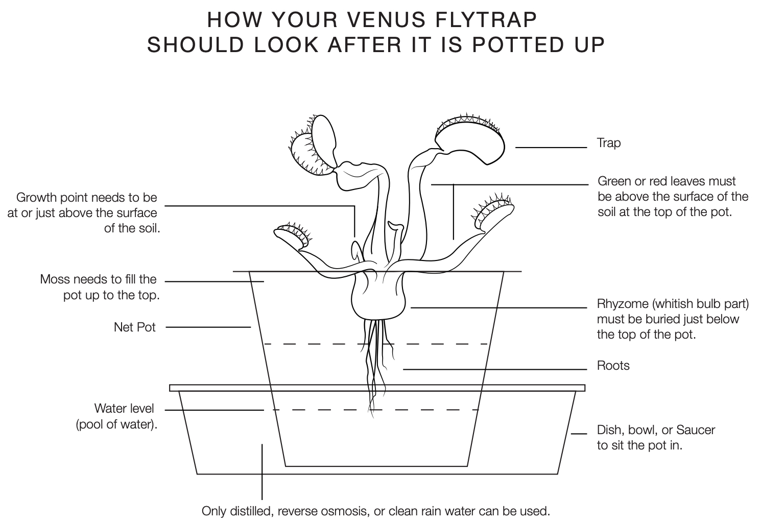 How to Care for a Venus Fly Trap