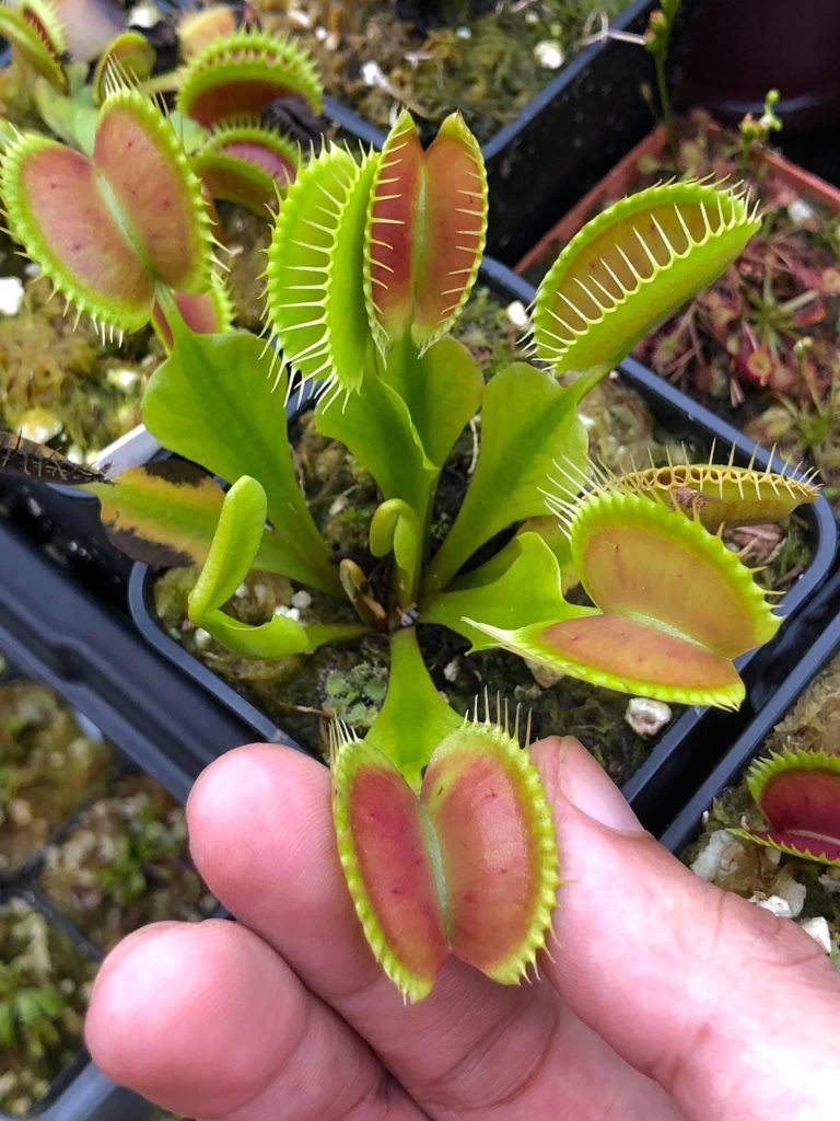 1x Adult Plant: Giant Venus Flytrap “Pinnacle” Dionaea Muscipula Cultivar 