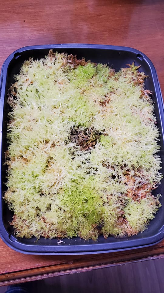4.5 ounces, New Zealand Long-Fibered Sphagnum Moss 