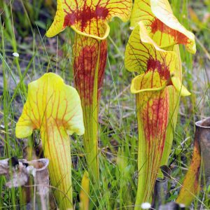 Sarracenia