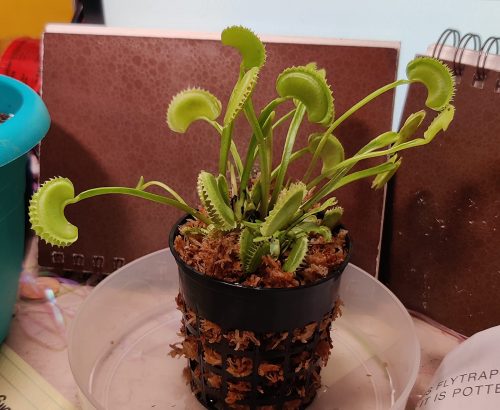 1x Adult Plant: Short-Toothed Venus Flytrap “Dente” Dionaea Muscipula Cultivar photo review