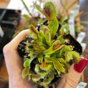 Classic Flytraps