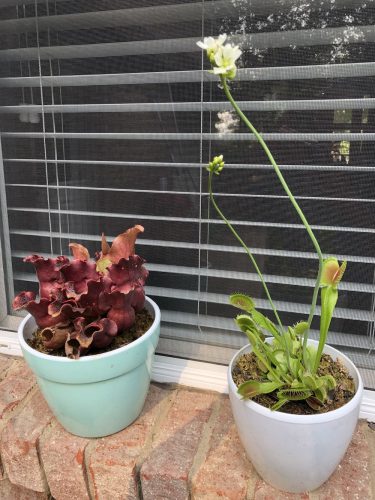 1x Adult Plant: Classic Venus Flytrap Dionaea Muscipula photo review