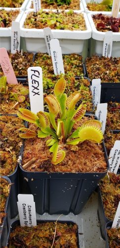 1x Adult Plant: Classic Venus Flytrap Dionaea Muscipula