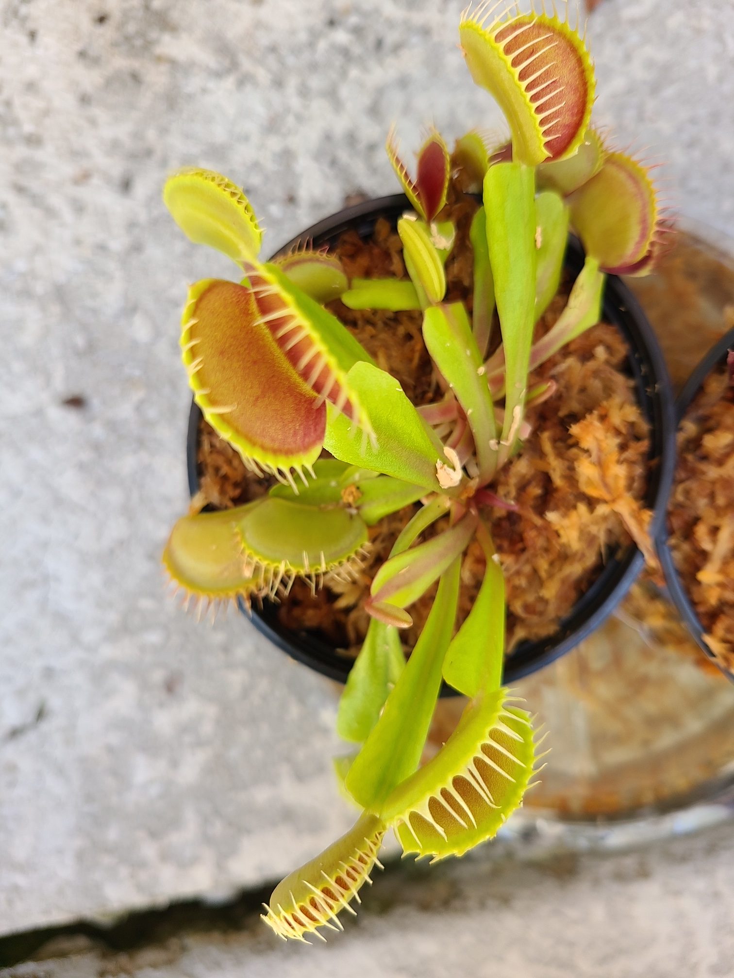 Venus Flytrap Instant Collection Builder — 3x Plants of Different ...