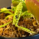 1x Large Adult Plant: Giant Venus Flytrap "B52" Dionaea Muscipula Cultivar photo review