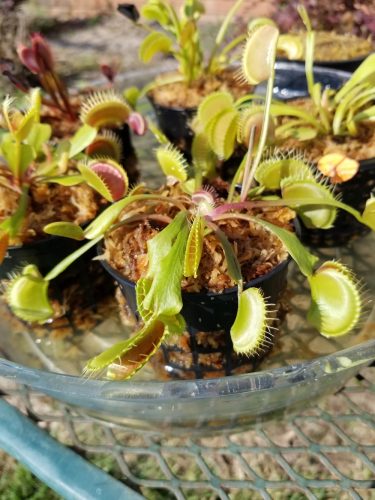 1x Adult Plant: Giant Venus Flytrap “Flexx” Dionaea Muscipula Cultivar photo review