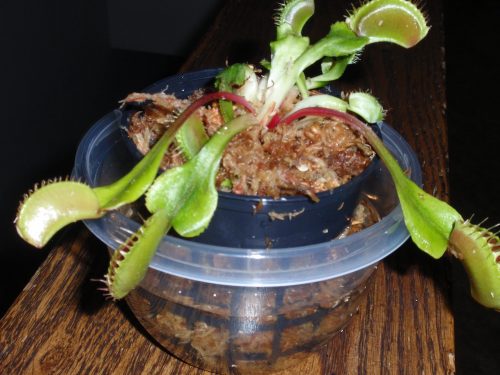 1x Large Adult Plant: Giant Venus Flytrap "B52" Dionaea Muscipula Cultivar photo review