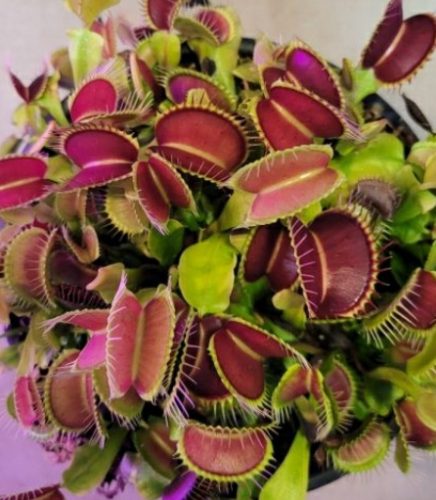 3x Well-Started Plants: Giant Venus Flytrap “Green Giant” Dionaea Muscipula Cultivar photo review