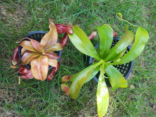 Nepenthes Alata – Carnivorous Pitcher Plant photo review