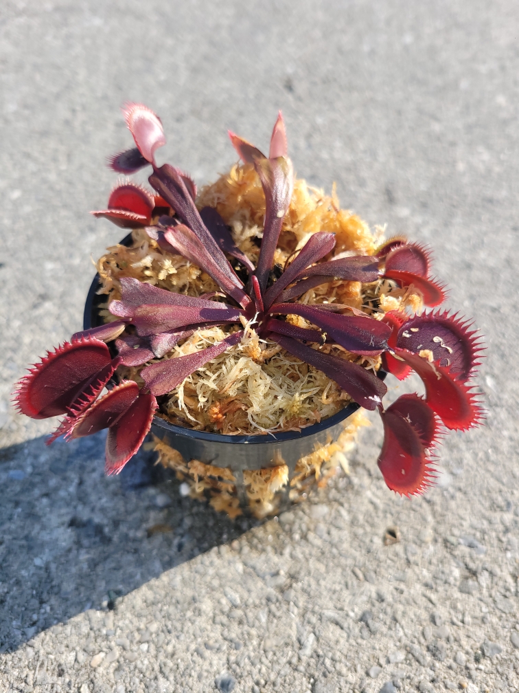 1x Adult Plant: Classic Venus Flytrap Dionaea Muscipula 