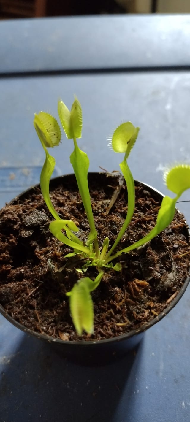 My Venus Fly Trap has started to grow its first flower. I've heard mixed  reports as to whether or not I should cut it. Should I leave it or snip it?  