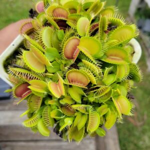 Rare Flytraps