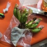Adult Purple Pitcher Plant (Sarracenia Purpurea Venosa), Classic Variant photo review