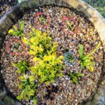 3x Well-Started Plants: Giant Venus Flytrap “King Henry” Dionaea Muscipula Cultivar photo review
