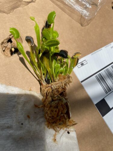 3x Well-Started Plants: Giant Venus Flytrap “Flexx” Dionaea Muscipula Cultivar photo review