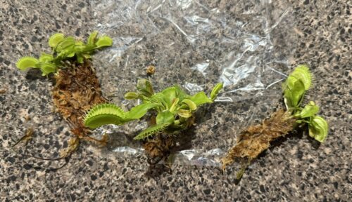 3x Well-Started Plants: Giant Venus Flytrap “Green Giant” Dionaea Muscipula Cultivar photo review