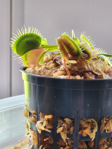Large Adult Plant: Giant Venus Flytrap "B52" Dionaea Muscipula Cultivar photo review