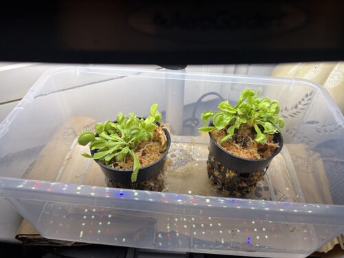 3x Well-Started Plants: Giant Venus Flytrap “Green Giant” Dionaea Muscipula Cultivar photo review