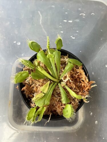 Large Adult Plant: Giant Venus Flytrap "B52" Dionaea Muscipula Cultivar photo review
