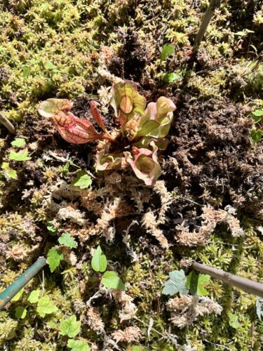Adult Purple Pitcher Plant (Sarracenia Purpurea Venosa), Classic Variant photo review