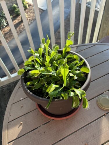 3x Well-Started Plants: Giant Venus Flytrap “King Henry” Dionaea Muscipula Cultivar photo review