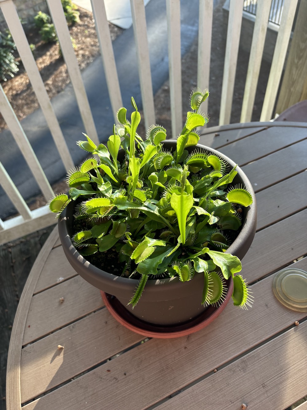 Click to view full screen 3x Well-Started Plants: Giant Venus Flytrap “King Henry” Dionaea Muscipula Cultivar photo review