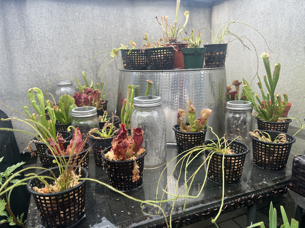 Click to view full screen Adult Purple Pitcher Plant (Sarracenia Purpurea Venosa), Classic Variant photo review