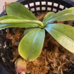 Nepenthes Alata – Carnivorous Pitcher Plant photo review