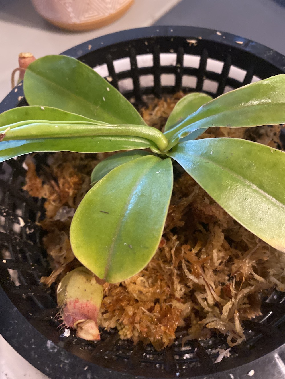 Click to view full screen Nepenthes Alata – Carnivorous Pitcher Plant photo review