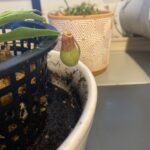 Nepenthes Alata – Carnivorous Pitcher Plant photo review