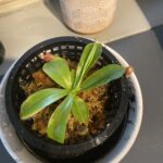 Nepenthes Alata – Carnivorous Pitcher Plant photo review