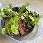 Large Adult Plant: Giant Venus Flytrap "B52" Dionaea Muscipula Cultivar photo review