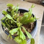 Large Adult Plant: Giant Venus Flytrap "B52" Dionaea Muscipula Cultivar photo review